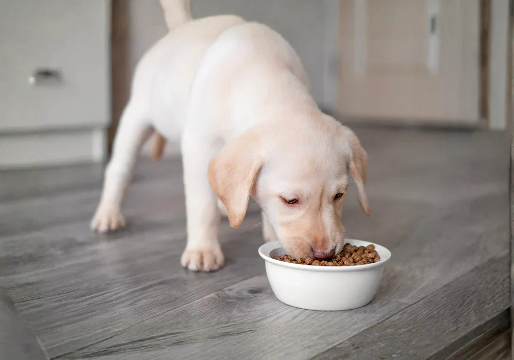 Pet Feeding