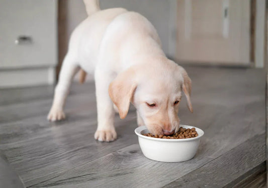 Pet Feeding