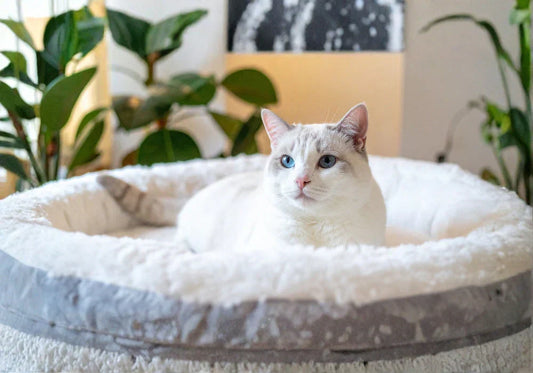 Pet Beds