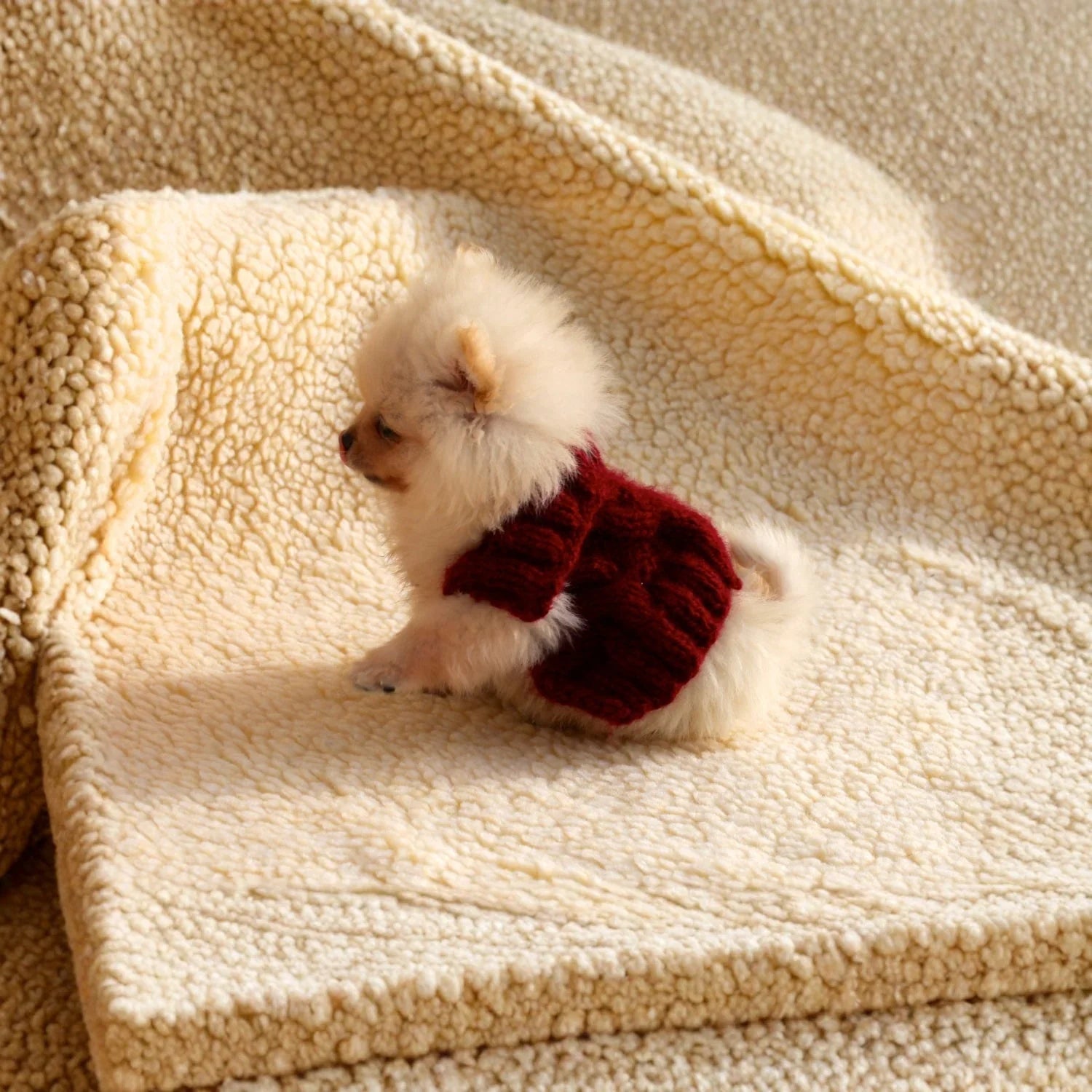 Pet Clothes