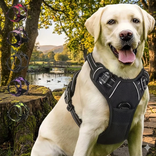 Dog Collars Harness Big Vests Leash